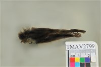 藏品(黃眉柳鶯)的圖片